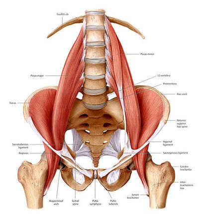 Stretch the Entire Hip Flexor from the Low Back to the Hip!